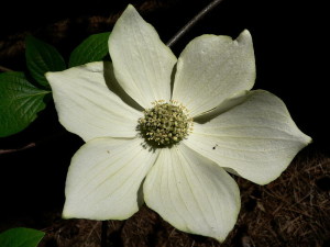 British Columbia's floral emblem, the dogwood, is as beautiful as the province it represents. 